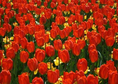 tulips red flowers