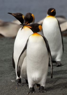 Penguins Animal