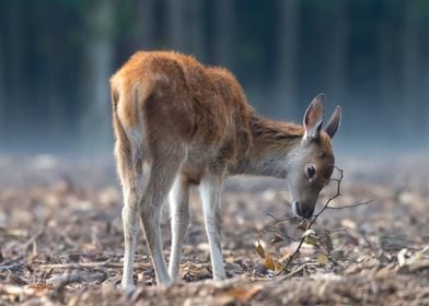 brown deer eat floor