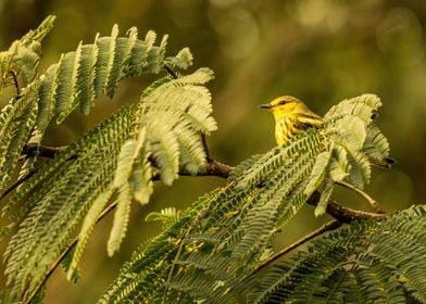 yellow tree bird