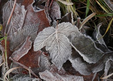Frost Leaves 