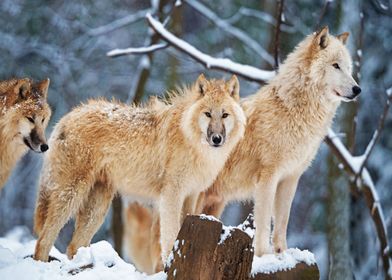 Winter wolfs