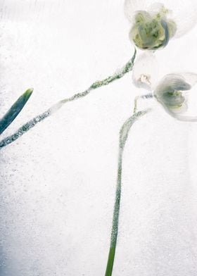 2 snow drops in ice