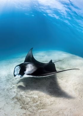 Manta ray flying over sand