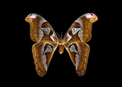 Atlas moth butterfly