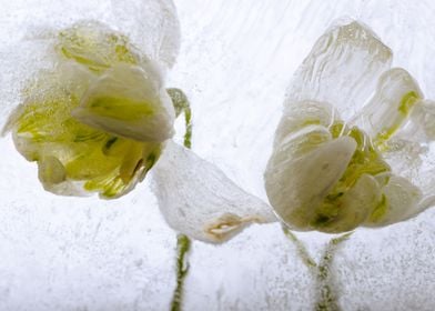 2 snow drop blossom