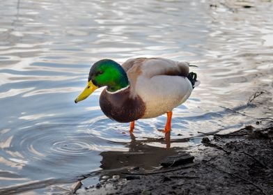 A duck in the water