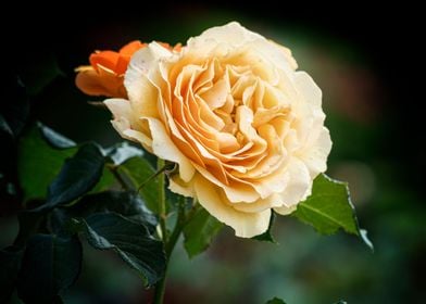 beautiful rose