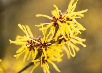 Witch hazel in spring time