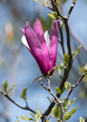 magnolia flower on tree