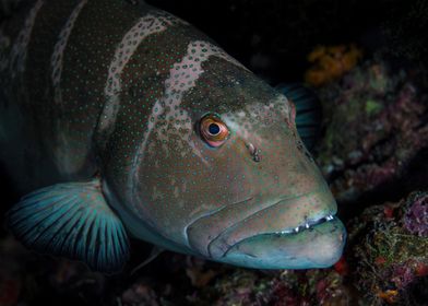 Grouper with a toothy grin