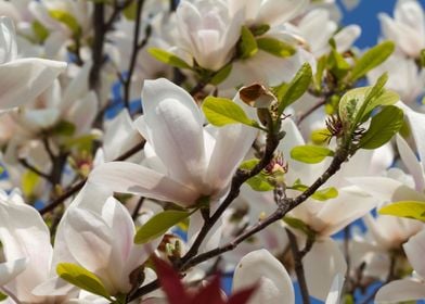 magnolia flower on tree 