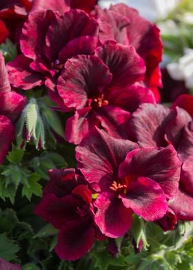 red carnation in bloom 