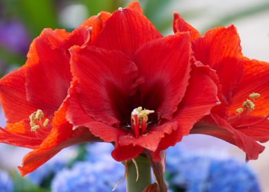 red amaryllis in bloom