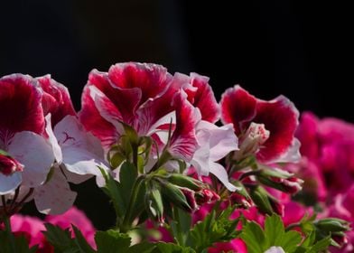 red carnation in bloom 