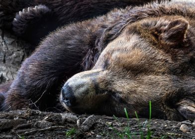 Canada Grizzly Bear