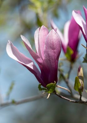 magnolia flower on tree