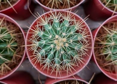 succulent plant in bloom 