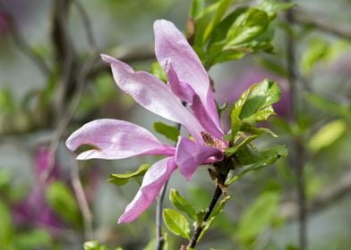 magnolia flower on tree