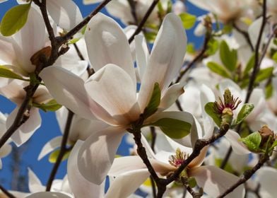 magnolia flower on tree 