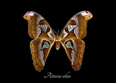 Atlas moth butterfly