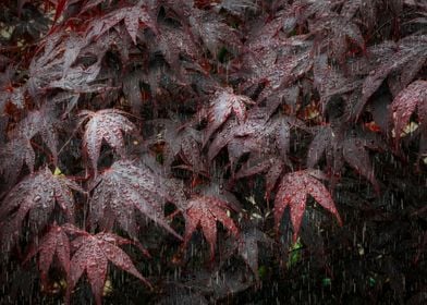 Rain on Acer leaves