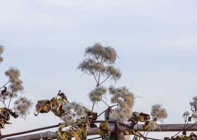 autumn leaves on tree