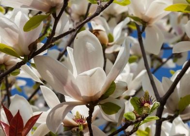 magnolia flower on tree 