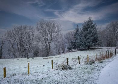 Snow covered trees in Wint