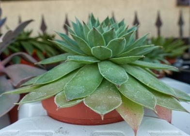 succulent plant in bloom 