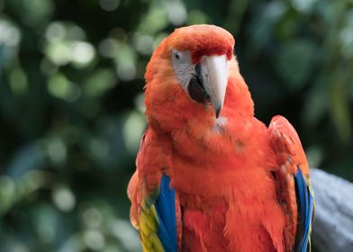 ara macaw parrot 