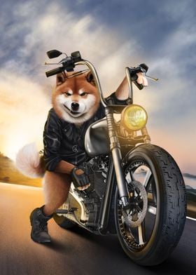 Shiba Dog on Motorcycle