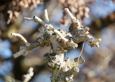 branch in winter