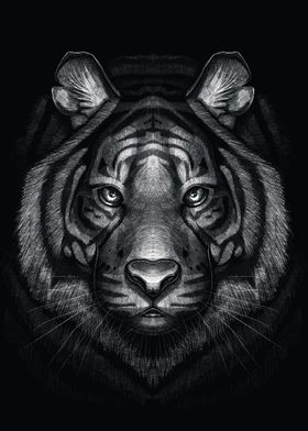 Drawing of the tiger