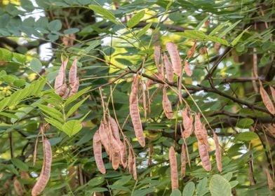 Robinia pseudoacaciablack