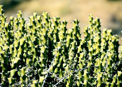 Snap of Green cactus plant