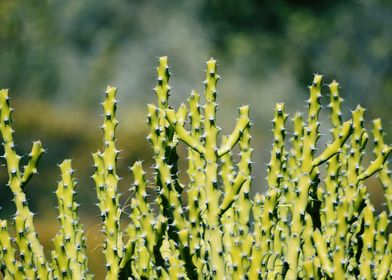 Snap of Green cactus plant