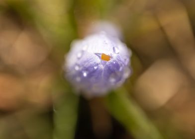 Pink crocus with drops