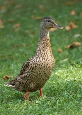 duck on meadow