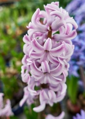 hyacinth in the vase