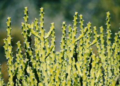 Snap of Green cactus plant