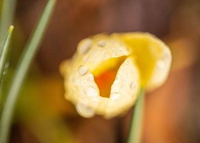 Yellow crocus in spring