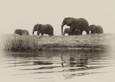 Elephants by the River