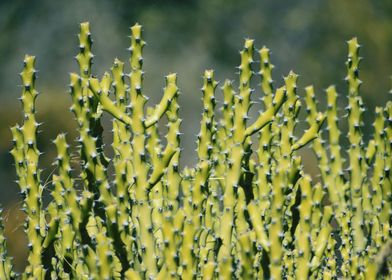 Snap of Green cactus plant