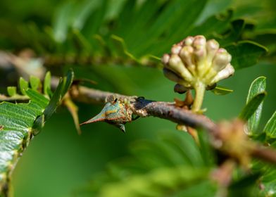 Thorn Bug in a shrub