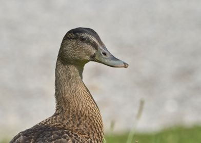 duck on meadow