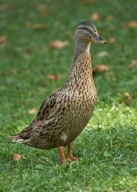 duck on meadow