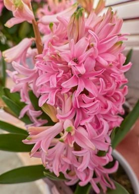 pink hyacinth in the vase