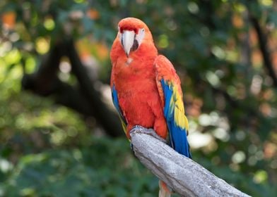 ara macaw parrot 