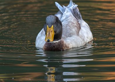 duck swim on lake